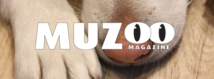MUZOO magazine